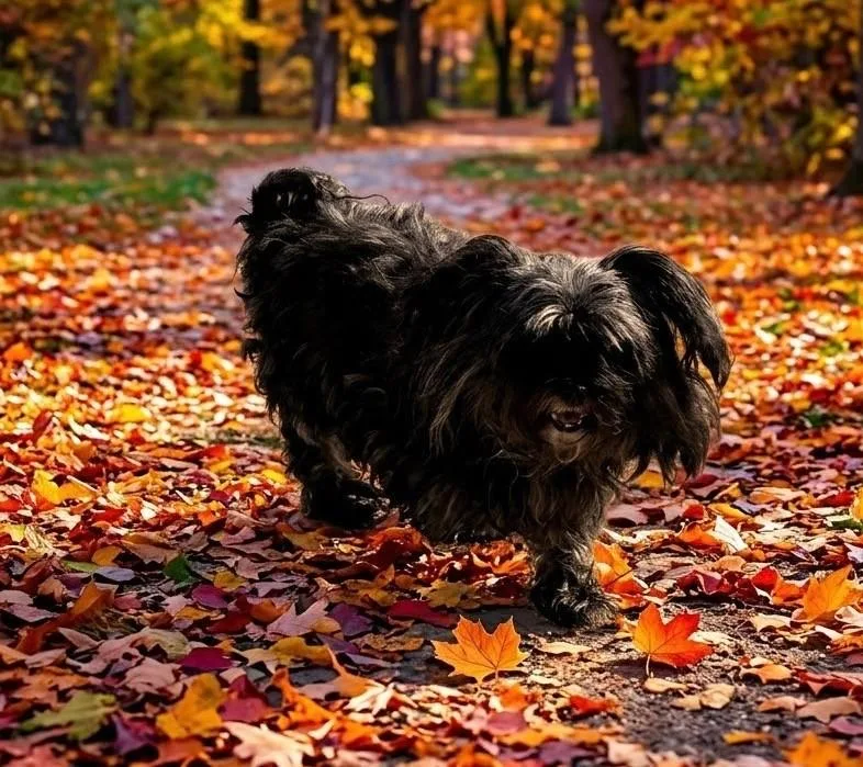 A senior small-sized female Bicolor Yorkshire Terrier dog named Meeko for adoption in Elko, NV