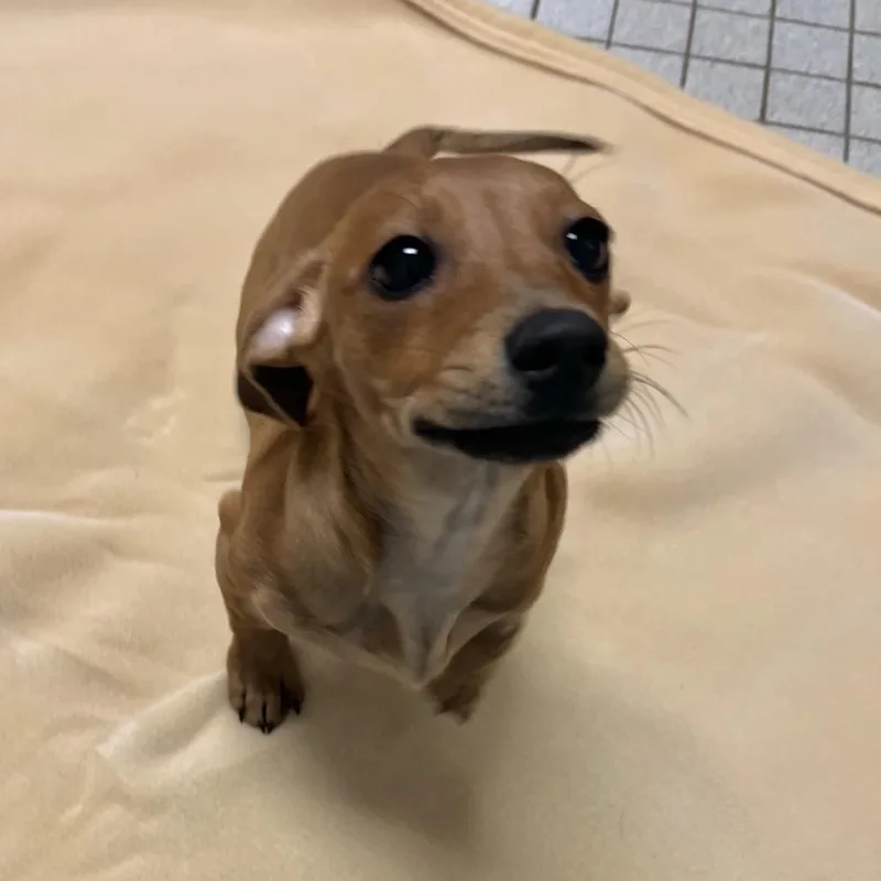 A baby small-sized male Red / Chestnut / Orange Dachshund dog named Frank for adoption in Wantagh, NY