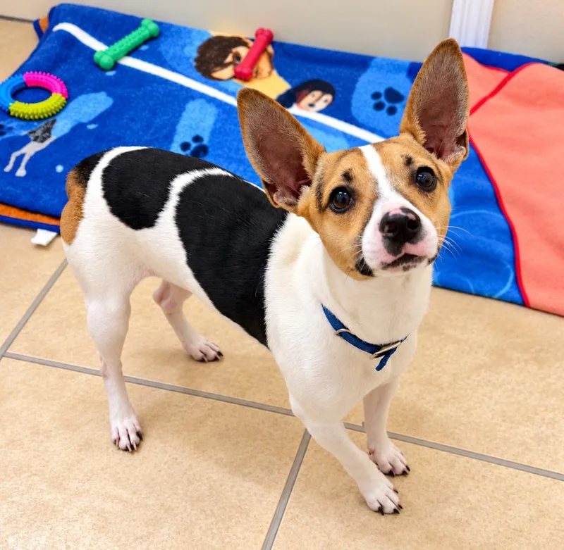 A baby small-sized male Chihuahua dog named Charlie for adoption in St. Augustine, FL