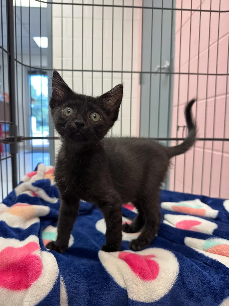A baby medium-sized male Black Domestic Short Hair cat named Asher for adoption in Allen, TX