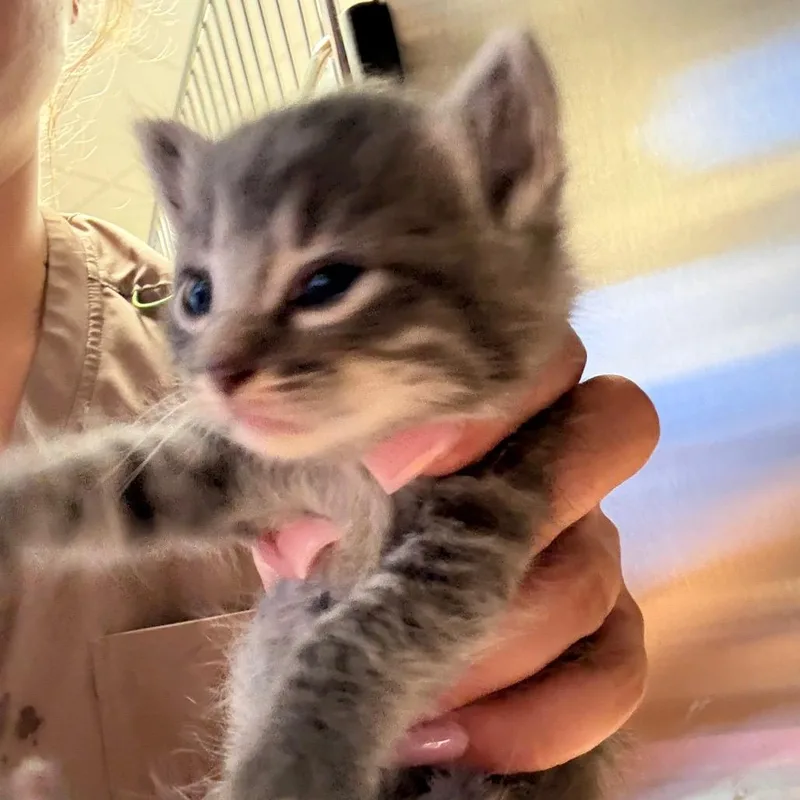 Oatmeal  U thumbnail 3