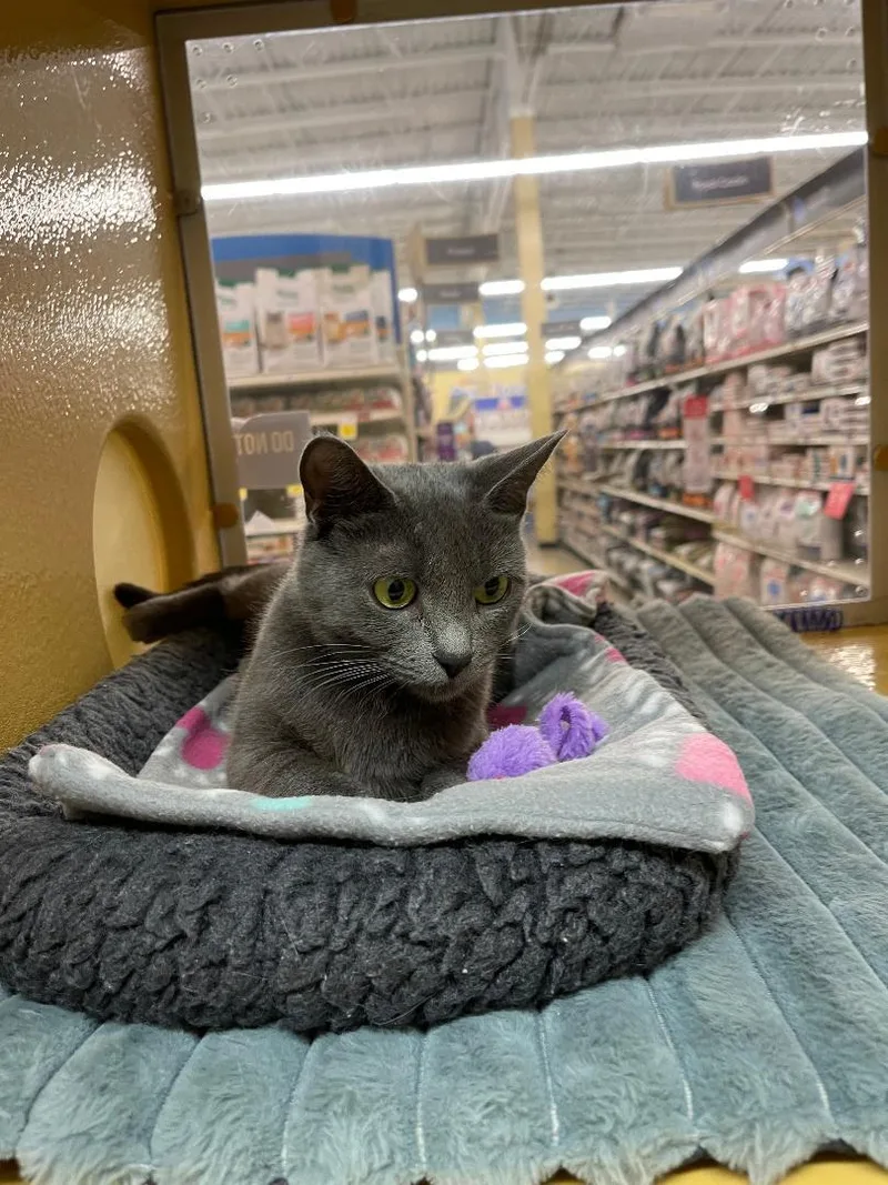 A young medium-sized female Gray / Blue / Silver Domestic Short Hair cat named Veranda for adoption in Spring Brook, NY