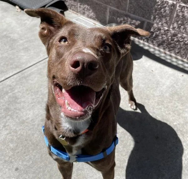 A young large-sized female Labrador Retriever dog named Coachella for adoption in Dublin, CA