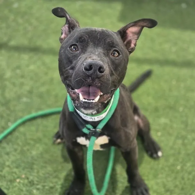 An adult large-sized male Pit Bull Terrier dog named Max for adoption in Phoenix, AZ