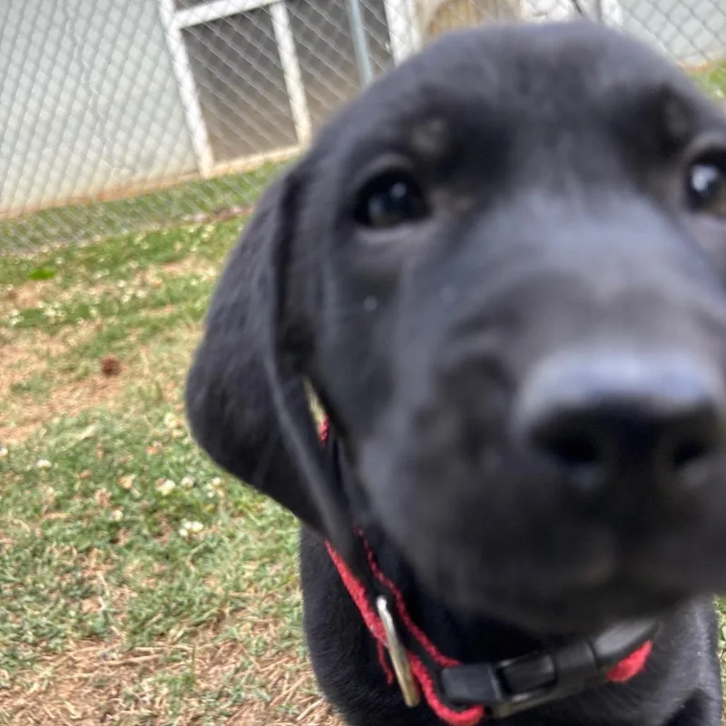 Dozer thumbnail 3