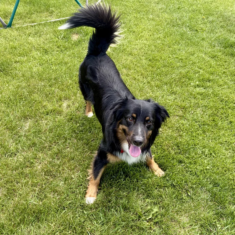 A young medium-sized male Tricolor (Brown, Black, & White) Australian Shepherd dog named Flash for adoption in Prior Lake, MN