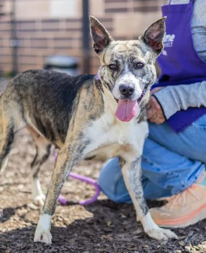 An adult large-sized female Mixed Breed dog named Kindle for adoption in Chamblee, GA