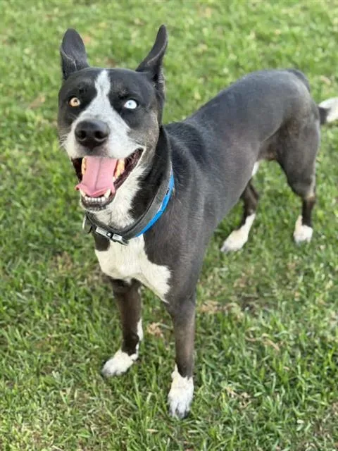 An adult medium-sized male Siberian Husky dog named Smoke for adoption in Riverside, CA