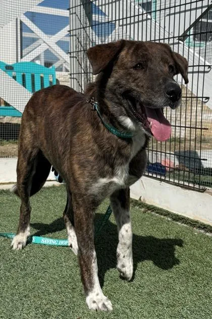 An adult large-sized female Hound dog named Lynn for adoption in Fort Worth, TX