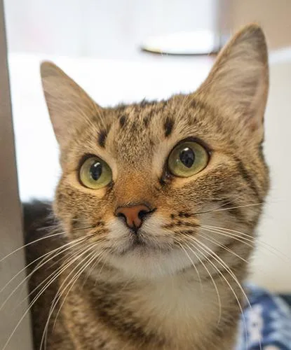 A young medium-sized female Tabby (Brown / Chocolate) Domestic Short Hair cat named Cornflake Girl for adoption in Encinitas, CA