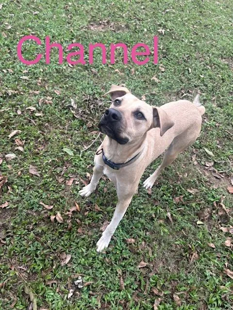 A young medium-sized female Black Mouth Cur dog named Chanel for adoption in Zimmerman, MN