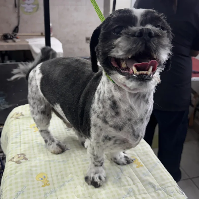 A young small-sized male Black Shih Tzu dog named Charlie for adoption in Manvel, TX