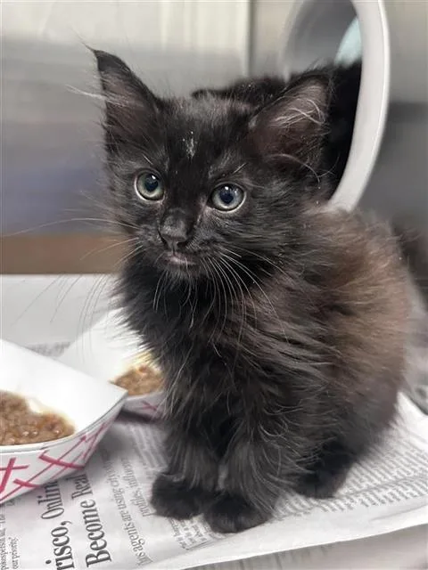 A baby medium-sized female Domestic Medium Hair cat named Hot for adoption in Dallas, TX