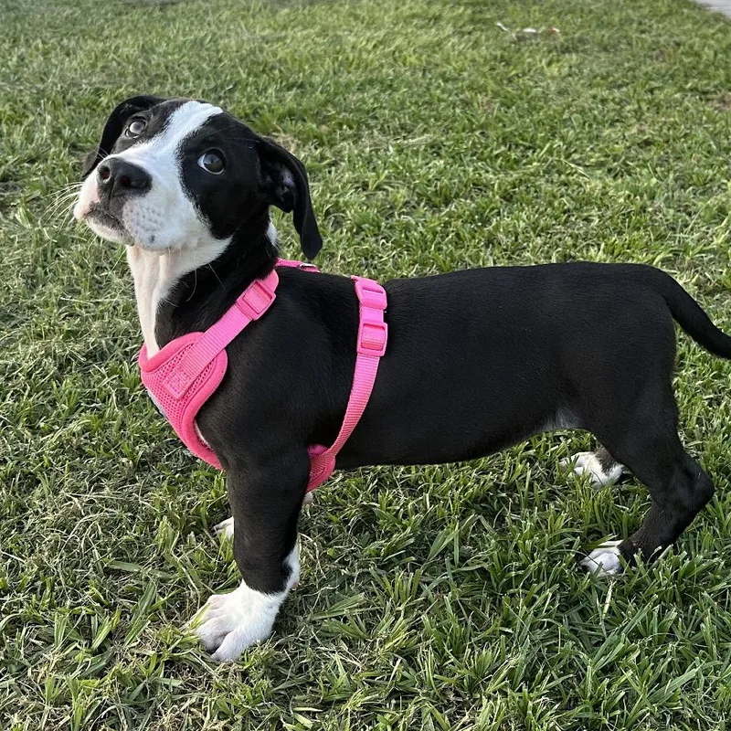 A baby medium-sized female Black American Staffordshire Terrier dog named Rosey for adoption in Kissimmee, FL