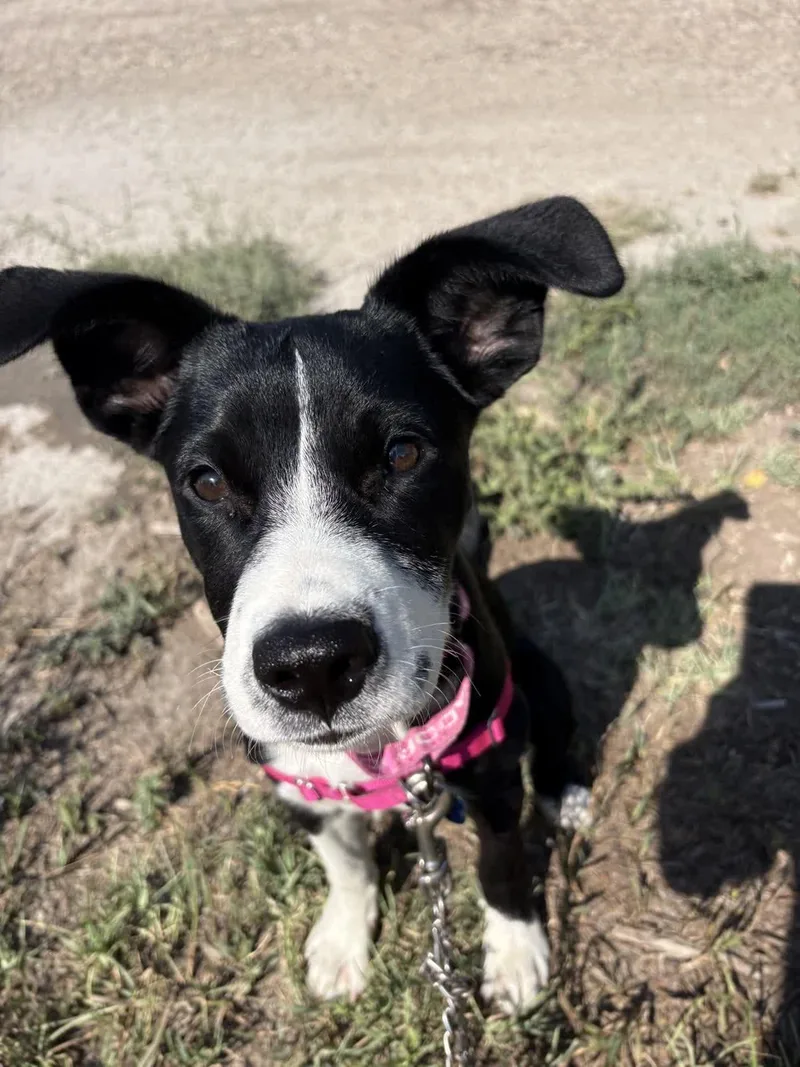 A baby medium-sized female Black Border Collie dog named Junebug for adoption in Pueblo, CO
