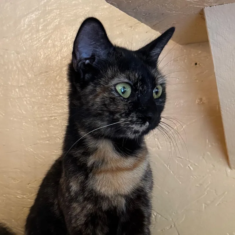 A young medium-sized female Black Domestic Short Hair cat named Confetti for adoption in Kennebunk, ME