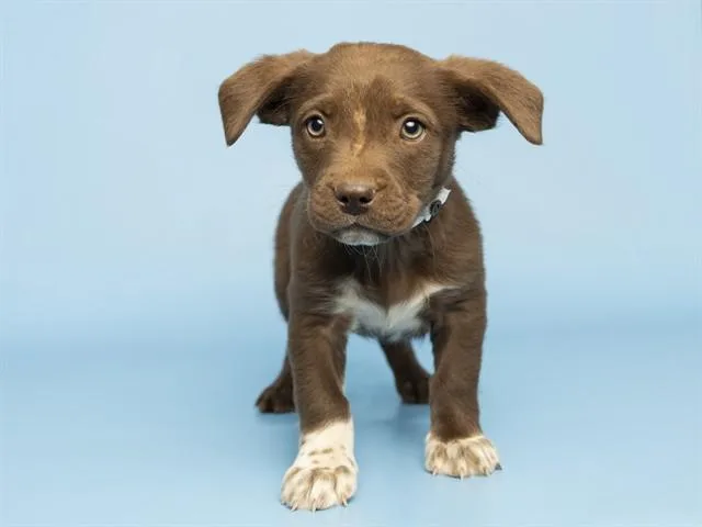 A baby small-sized male Pit Bull Terrier dog named Klaus for adoption in Phoenix, AZ