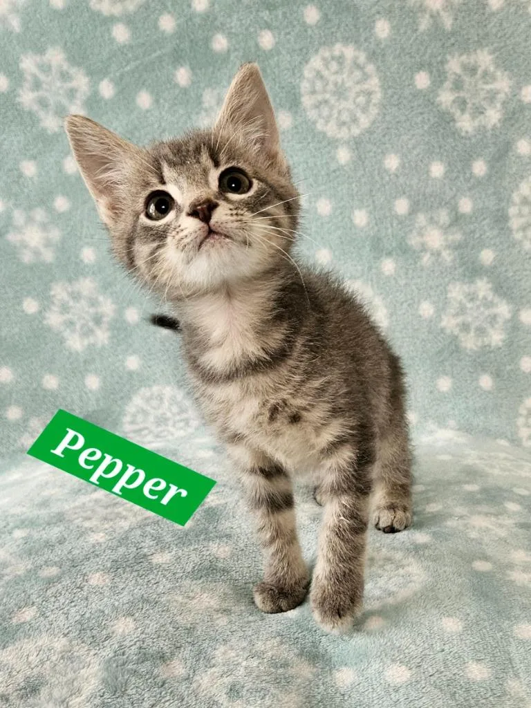 A baby medium-sized male Domestic Short Hair cat named Pepper for adoption in Manchester, TN