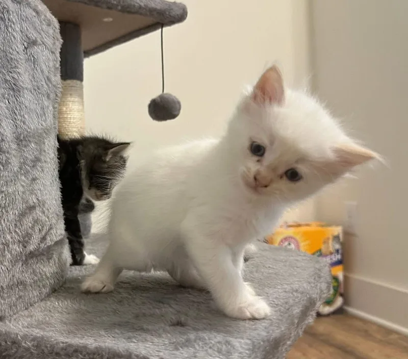 A baby medium-sized male Domestic Short Hair cat named Gregory for adoption in Seneca, SC