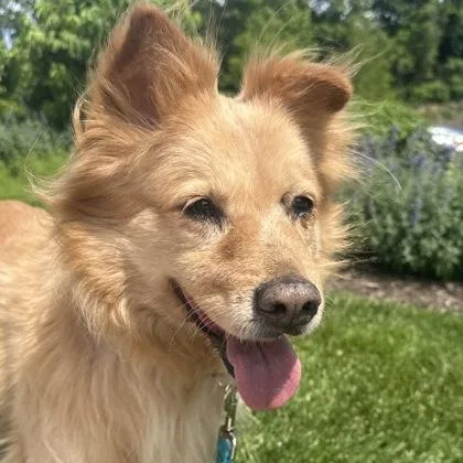 An adult medium-sized female Retriever dog named Fluffy for adoption in Merriam, KS