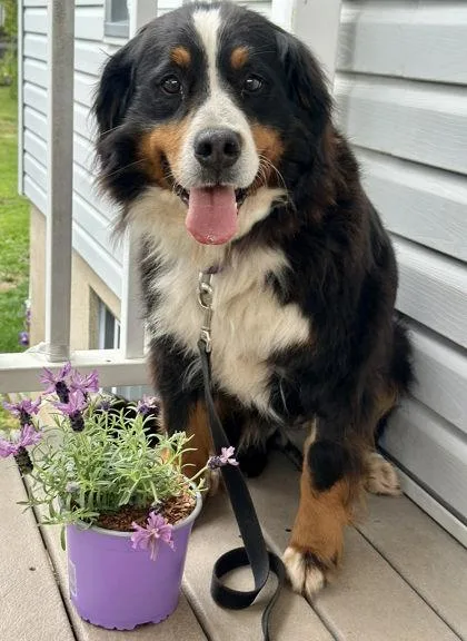 An adult large-sized female Bernese Mountain Dog dog named Greta for adoption in Malvern, PA