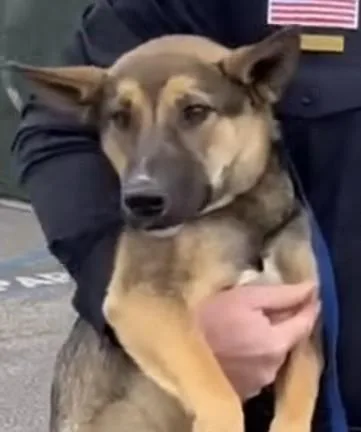 A young large-sized female Tricolor (Brown, Black, & White) German Shepherd Dog dog named Violet for adoption in Frazier Park, CA