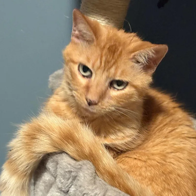 A senior small-sized male Orange / Red Domestic Short Hair cat named Jules for adoption in ATOKA, TN