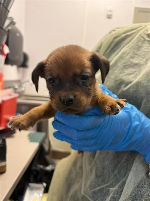 A baby small-sized female German Shepherd Dog dog named Snow White for adoption in Tucson, AZ