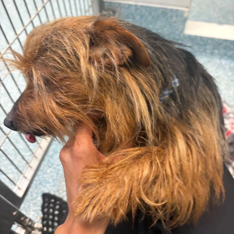 An adult small-sized male Brown / Chocolate Australian Terrier dog named Hahn for adoption in Greensboro, NC