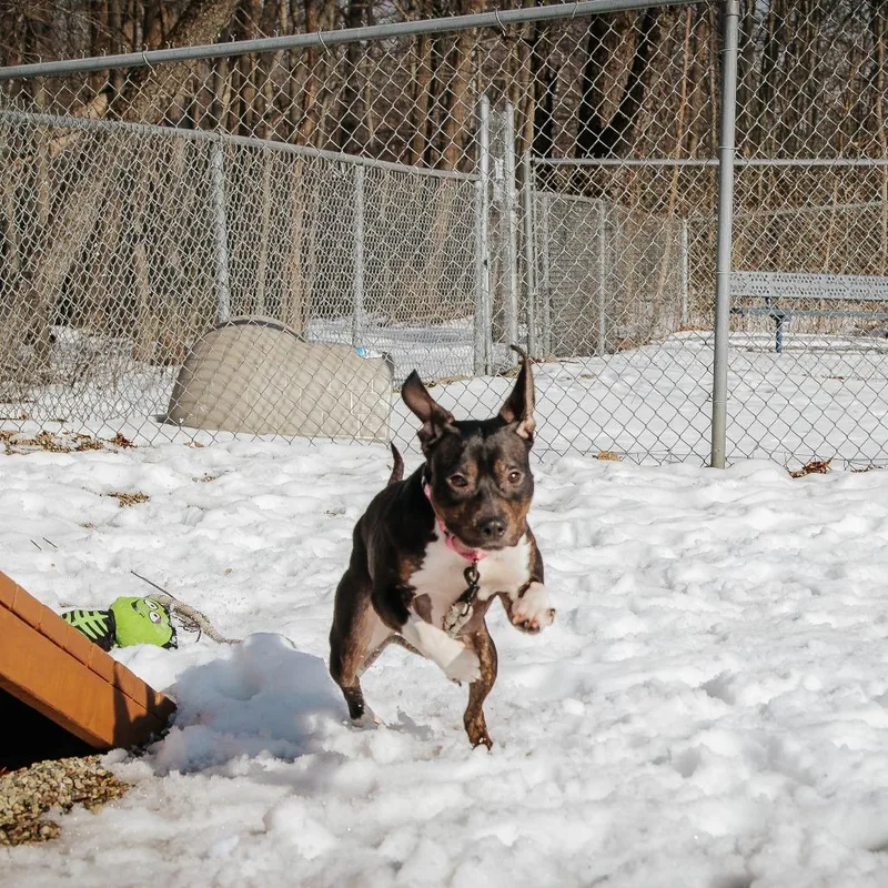 An adult medium-sized female Black Mixed Breed dog named Mila for adoption in West Olive, MI