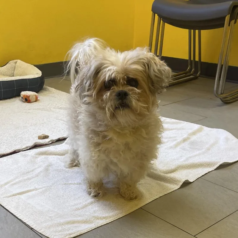 A baby small-sized male Shih Tzu dog named Rodger for adoption in Newark, NJ