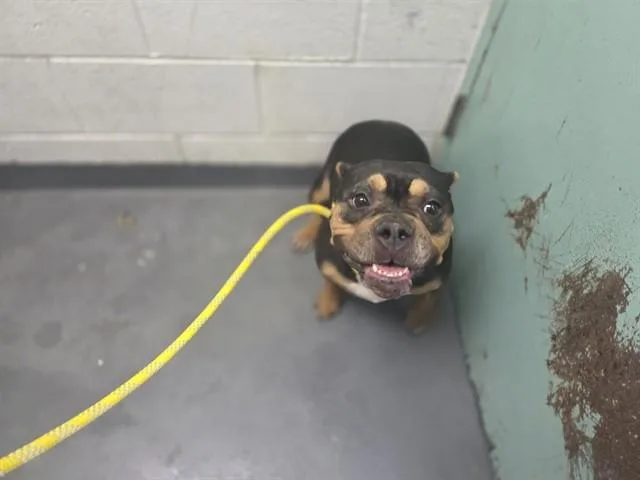 An adult medium-sized female Pit Bull Terrier dog named Wildflower for adoption in Antioch, CA