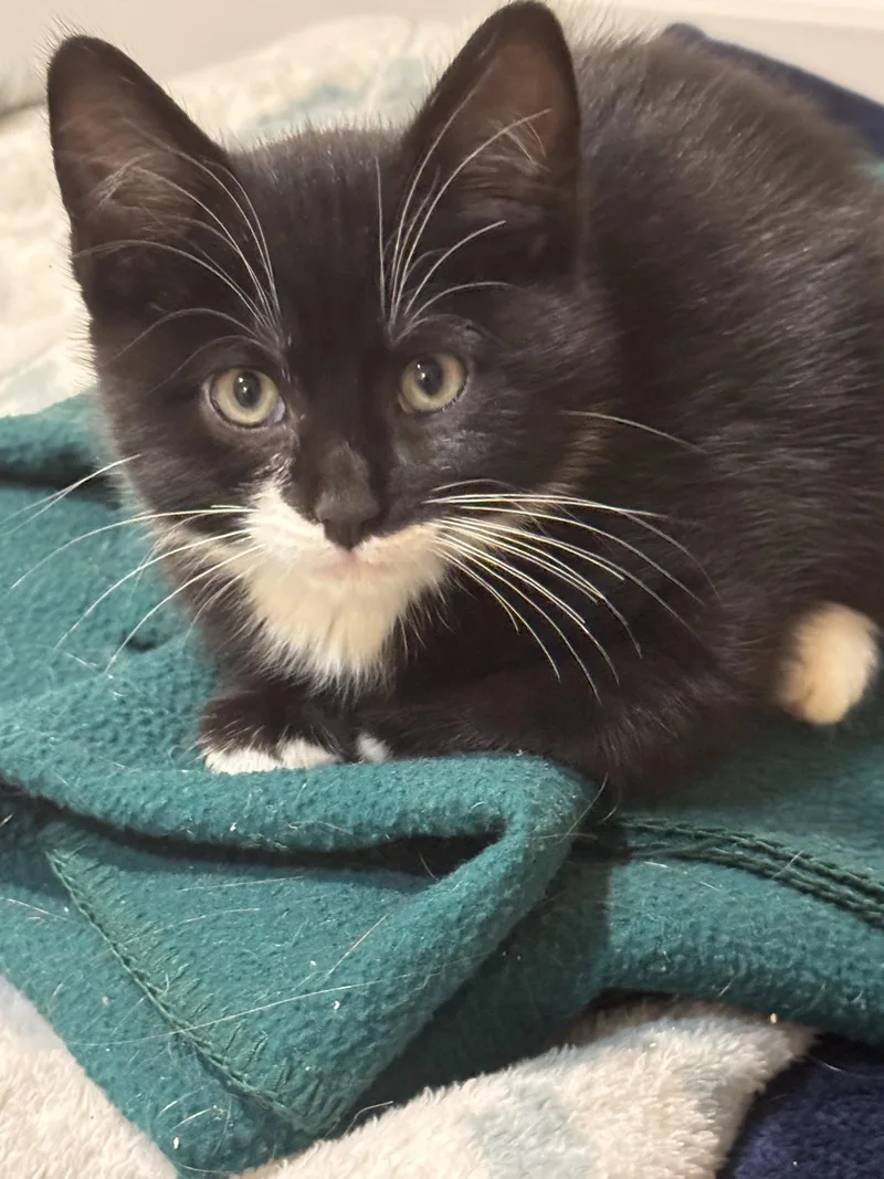 A baby medium-sized male Black & White / Tuxedo Domestic Short Hair cat named Figaro M for adoption in Trenton, NJ