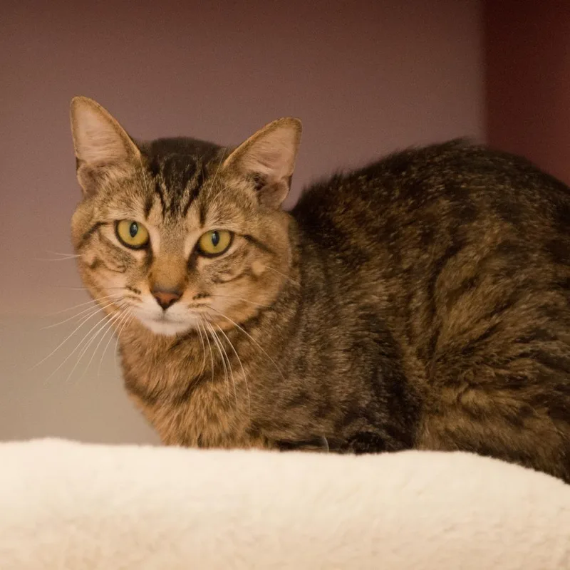 A young medium-sized male Brown / Chocolate Domestic Short Hair cat named Harrison for adoption in Forest Park, IL