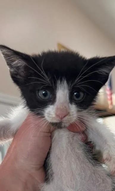 A baby small-sized male Black & White / Tuxedo Domestic Short Hair cat named Brian for adoption in Thatcher, AZ