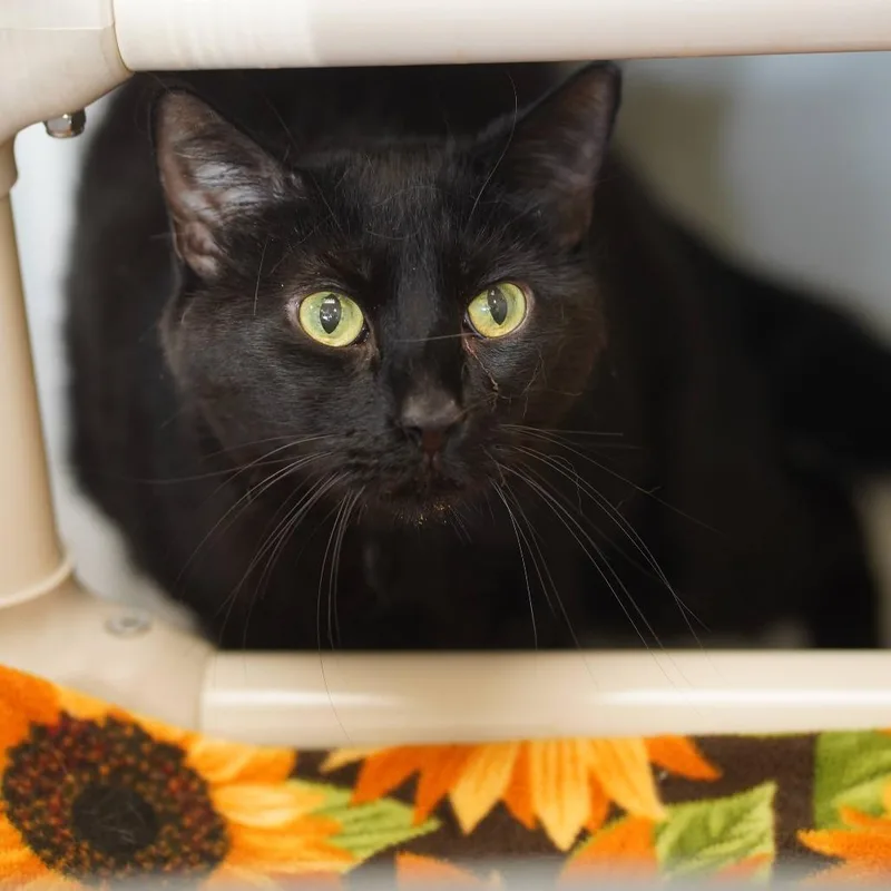 A senior large-sized male Black Domestic Short Hair cat named Quincy for adoption in Naperville, IL