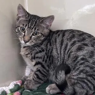A baby small-sized male Brown / Chocolate Domestic Short Hair cat named Corbin for adoption in Pullman, WA
