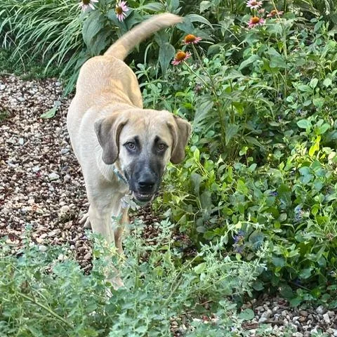 A young medium-sized male Yellow / Tan / Blond / Fawn Mixed Breed dog named Wasabi FKA Song Pup: for adoption in Falls Church, VA