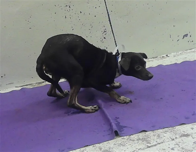 A young medium-sized female Chihuahua dog named Jannie for adoption in Houston, TX