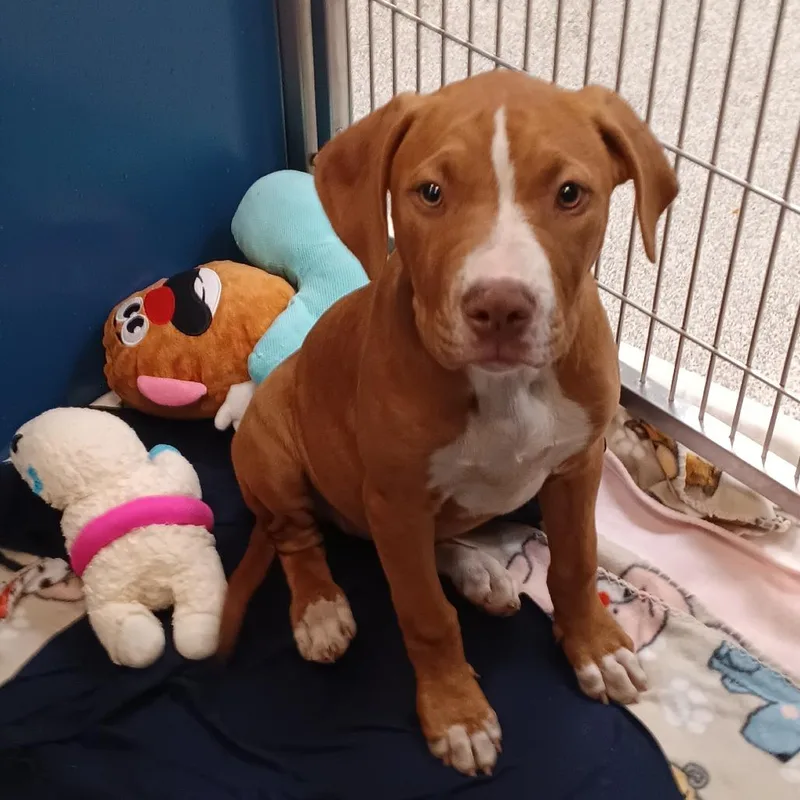 A baby medium-sized female Red / Chestnut / Orange Mixed Breed dog named SICStray for adoption in Washington Township, OH