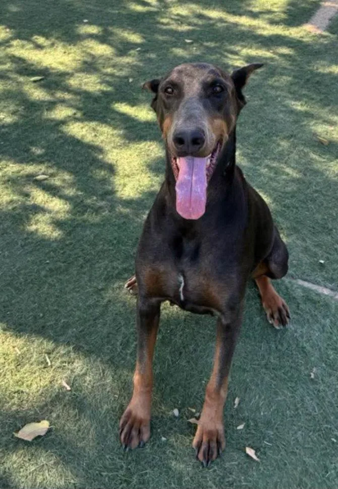 An adult large-sized female Doberman Pinscher dog named Diamond for adoption in Buffalo, MN