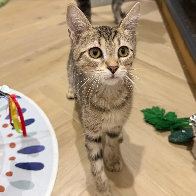 A baby small-sized male Brown / Chocolate Domestic Short Hair cat named Tofu for adoption in Jupiter, FL