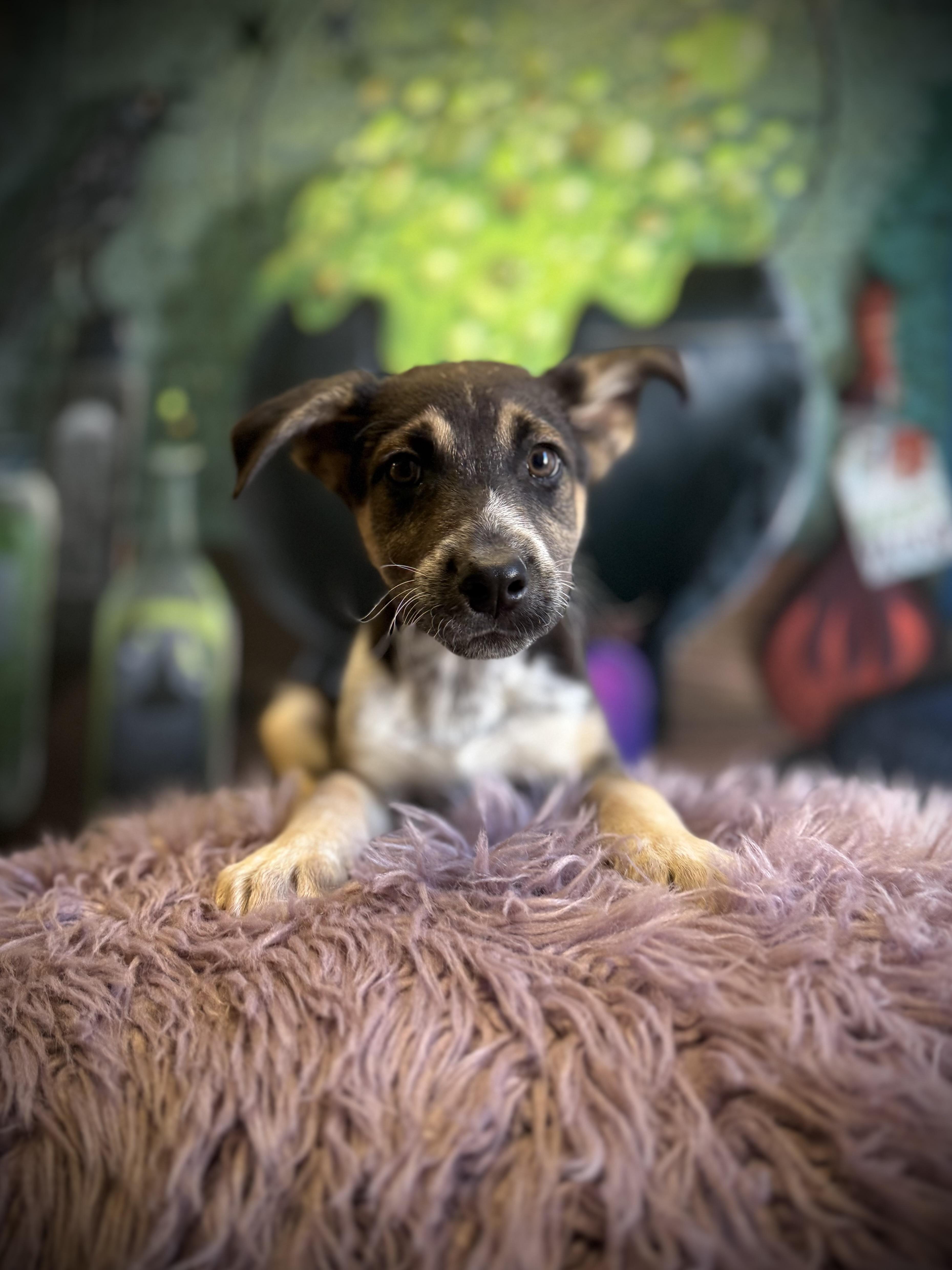 A baby medium-sized male German Shepherd Dog dog named Row for adoption in Eagle, CO