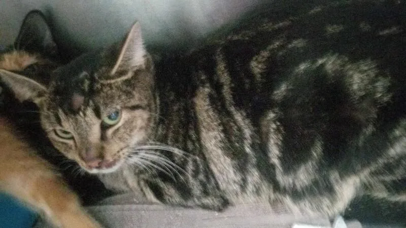 An adult medium-sized female Tabby (Brown / Chocolate) Domestic Short Hair cat named Unknown for adoption in Burgaw, NC