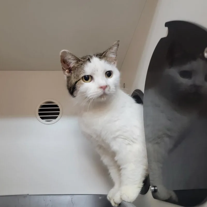 A senior small-sized female Gray / Blue / Silver Domestic Short Hair cat named Rayne for adoption in Troy, IL