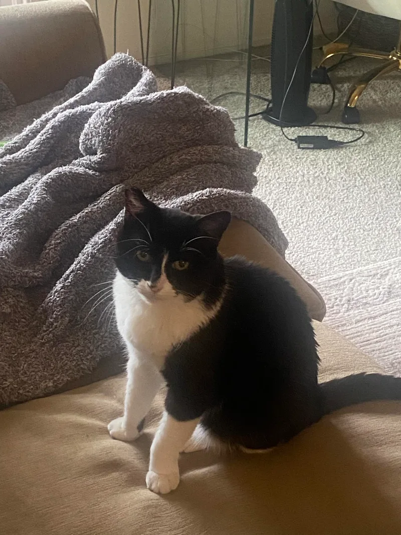 Chay Chay thumbnail 4