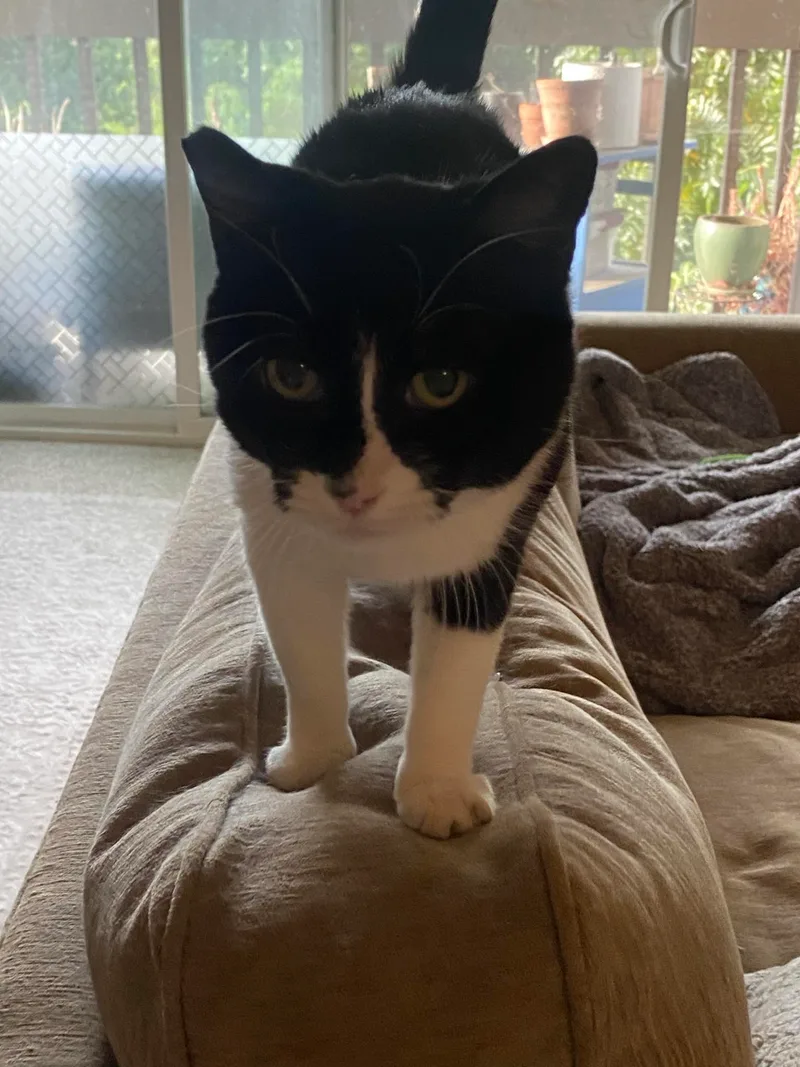 Chay Chay thumbnail 6