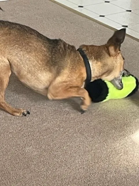 An adult small-sized male Tricolor (Brown, Black, & White) Chihuahua dog named Nico for adoption in Plymouth, MI