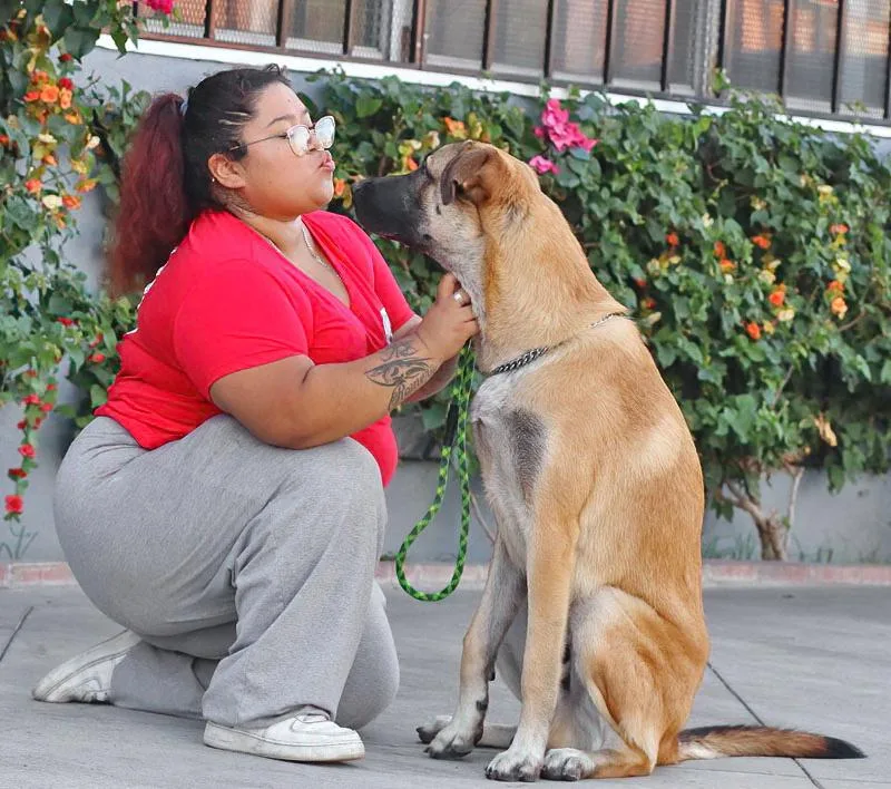 A young large-sized male Golden German Shepherd Dog named Grizzly von Guttenberg for adoption in Los Angeles, CA