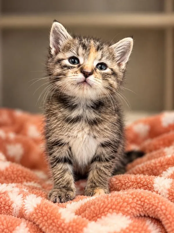 A baby small-sized female Domestic Short Hair cat named Bernadette for adoption in Lafayette, LA